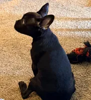 Alex, a male French Bulldog for sale in Fort Wayne, IN – Photo 3 of 6