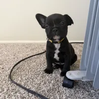 Alex, a male French Bulldog for sale in Fort Wayne, IN – Photo 2 of 6