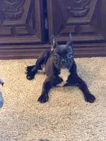 Alex, a male French Bulldog for sale in Fort Wayne, IN – Photo 6 of 6