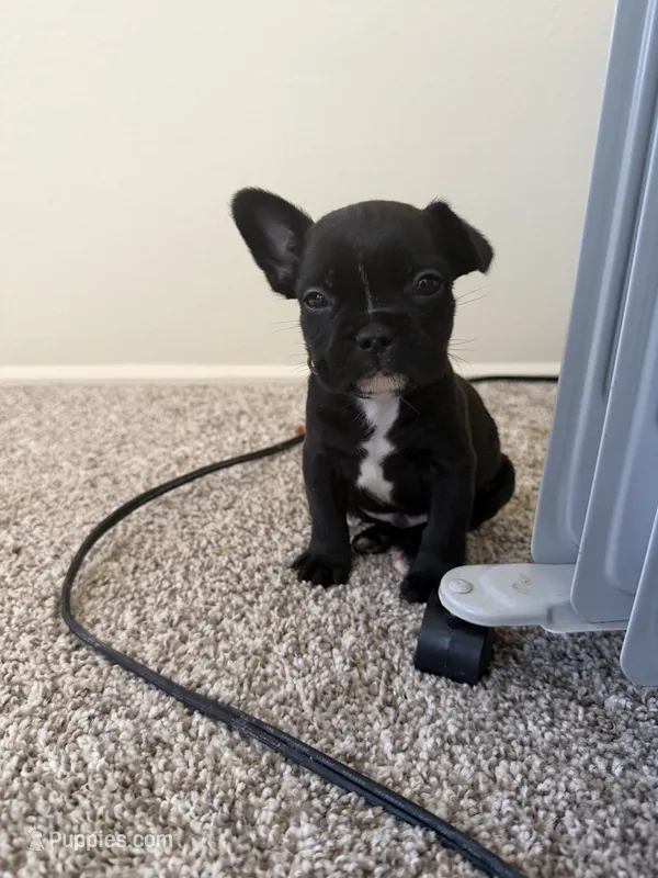 Alex – French Bulldog puppy for sale in Fort Wayne, IN