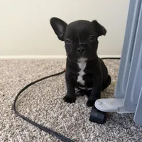 Alex, a male French Bulldog for sale in Fort Wayne, IN – Photo 1 of 6