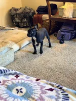 Alex, a male French Bulldog for sale in Fort Wayne, IN – Photo 4 of 6