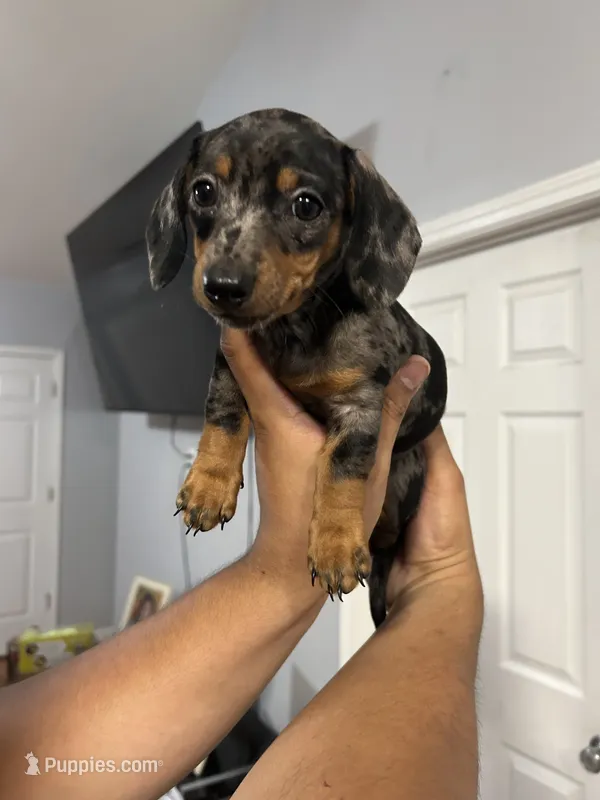 Minnie – Miniature Dachshund puppy for sale in Charlotte, NC
