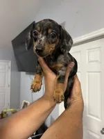 Minnie, a female Miniature Dachshund for sale in Charlotte, NC – 1 of 3