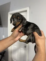 Minnie, a female Miniature Dachshund for sale in Charlotte, NC – 2 of 3