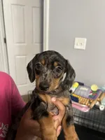 Minnie, a female Miniature Dachshund for sale in Charlotte, NC – 3 of 3