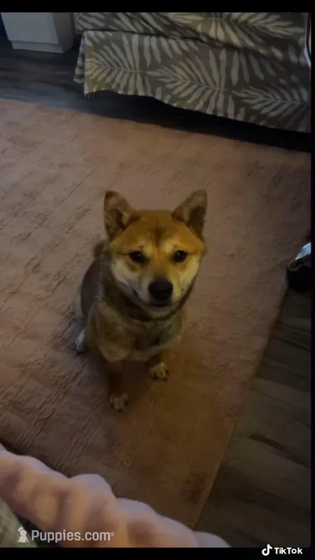 nina – Shiba Inu puppy for sale in Richton Park, IL