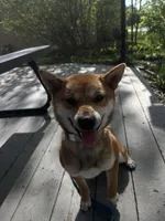 nina, a female Shiba Inu for sale in Richton Park, IL – Photo 3 of 3