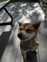 nina, a female Shiba Inu for sale in Richton Park, IL – Photo 2 of 3