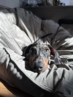 Wick, a male Dachshund for sale in Surprise, AZ – 6 of 6