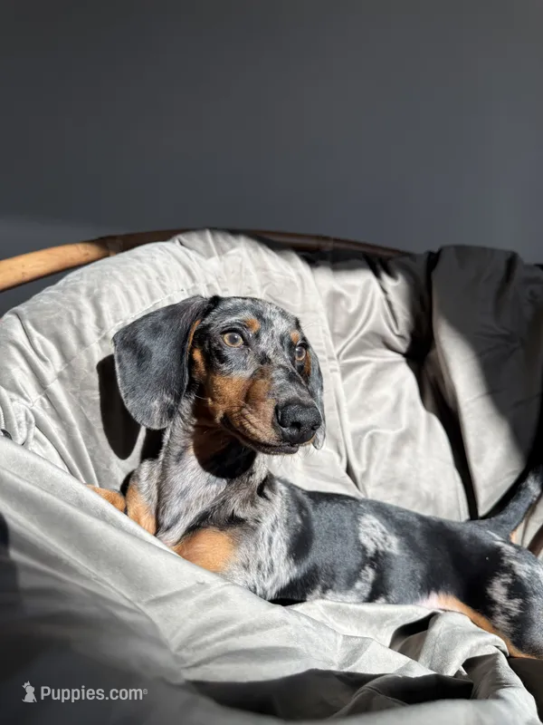 Wick – Dachshund puppy for sale in Surprise, AZ