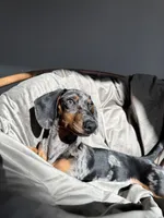 Wick, a male Dachshund for sale in Surprise, AZ – 1 of 6