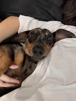 Wick, a male Dachshund for sale in Surprise, AZ – 2 of 6