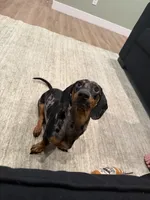 Wick, a male Dachshund for sale in Surprise, AZ – 3 of 6