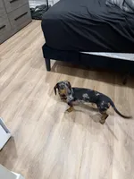 Wick, a male Dachshund for sale in Surprise, AZ – 4 of 6