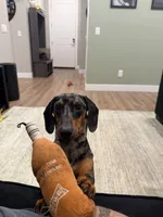 Wick, a male Dachshund for sale in Surprise, AZ – 5 of 6