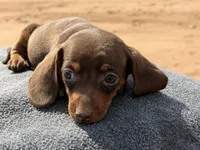 Choc and tan male 2, a male Miniature Dachshund for sale in Sierra Vista, AZ – Photo 3 of 5