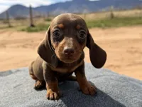 Choc and tan male 2, a male Miniature Dachshund for sale in Sierra Vista, AZ – Photo 4 of 5