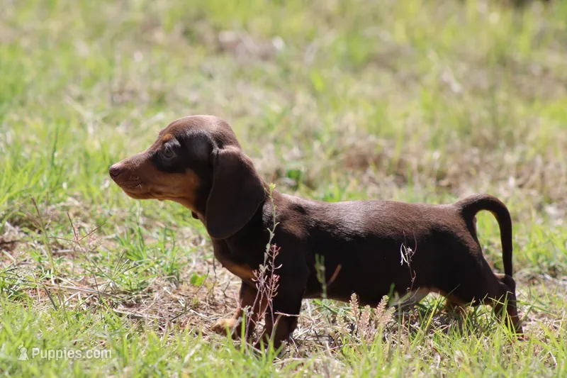 Choc and tan male 2 – Miniature Dachshund puppy for sale in Sierra Vista, AZ