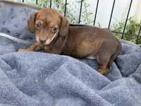 Magnolia , a female Miniature Dachshund for sale in Sierra Vista, AZ – 2 of 2