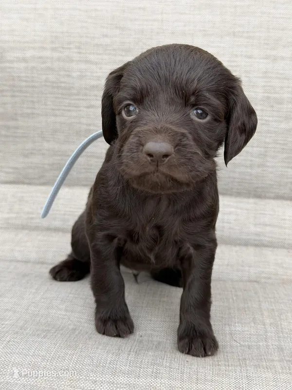 Gray boy – Boykin Spaniel puppy for sale in Sierra Vista, AZ