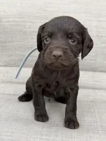 Gray boy, a male Boykin Spaniel for sale in Sierra Vista, AZ – 1 of 4