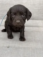 Gray boy, a male Boykin Spaniel for sale in Sierra Vista, AZ – 4 of 4