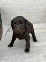 Gray boy, a male Boykin Spaniel for sale in Sierra Vista, AZ – 2 of 4