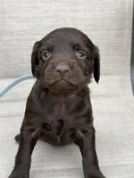 Gray boy, a male Boykin Spaniel for sale in Sierra Vista, AZ – 3 of 4