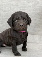 Pink girl, a female Boykin Spaniel for sale in Sierra Vista, AZ – 3 of 5