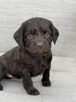 Pink girl, a female Boykin Spaniel for sale in Sierra Vista, AZ – 2 of 5