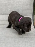 Pink girl, a female Boykin Spaniel for sale in Sierra Vista, AZ – 4 of 5