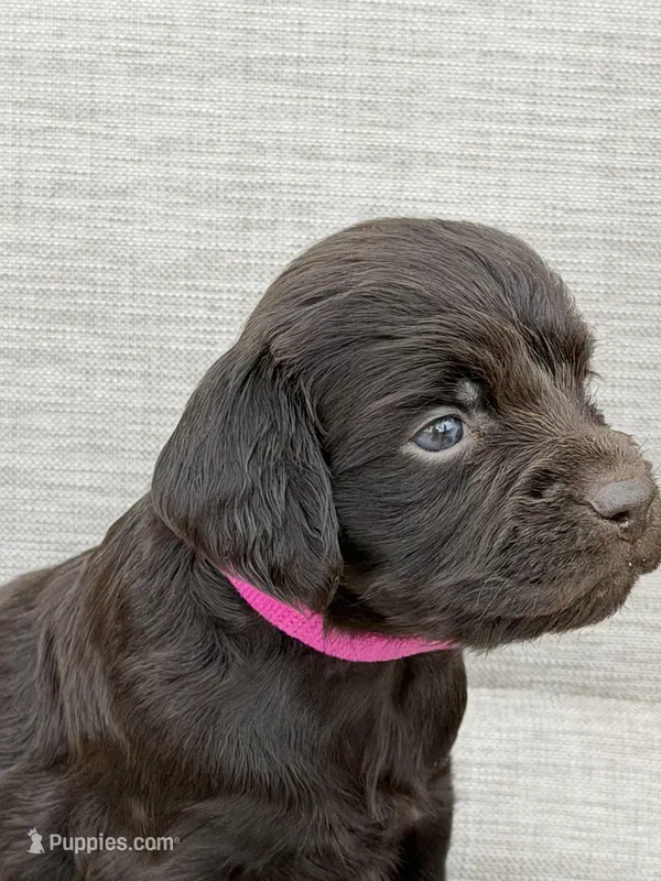 Pink girl – Boykin Spaniel puppy for sale in Sierra Vista, AZ