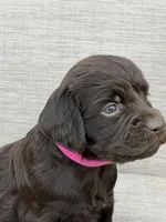 Pink girl, a female Boykin Spaniel for sale in Sierra Vista, AZ – 1 of 5