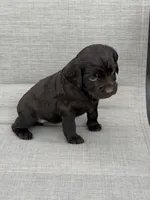 Pink girl, a female Boykin Spaniel for sale in Sierra Vista, AZ – 5 of 5