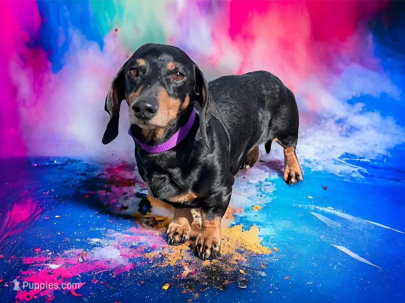 Cain – Dachshund puppy on hold in Sierra Vista, AZ