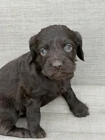 Purple Girl, a female Boykin Spaniel for sale in Sierra Vista, AZ – 3 of 4