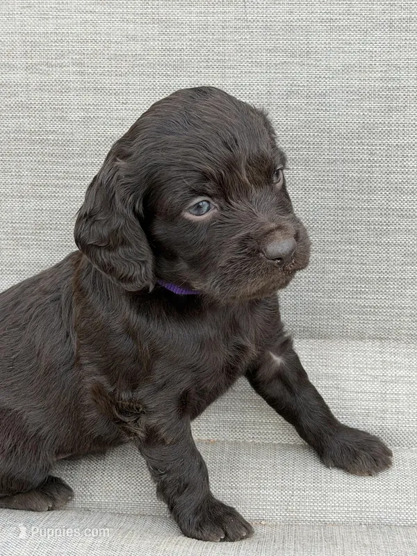 Purple Girl – Boykin Spaniel puppy for sale in Sierra Vista, AZ