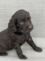 Purple Girl, a female Boykin Spaniel for sale in Sierra Vista, AZ – 1 of 4
