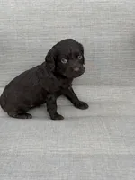 Purple Girl, a female Boykin Spaniel for sale in Sierra Vista, AZ – 4 of 4