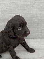 Purple Girl, a female Boykin Spaniel for sale in Sierra Vista, AZ – 2 of 4