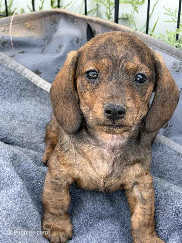 Yarrow – Miniature Dachshund puppy for sale in Sierra Vista, AZ