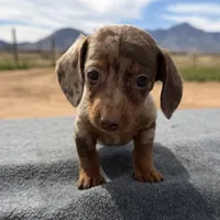 Choc dapple male, a male Miniature Dachshund for sale in Sierra Vista, AZ – Photo 2 of 4