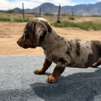 Choc dapple male, a male Miniature Dachshund for sale in Sierra Vista, AZ – Photo 4 of 4