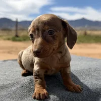 Choc dapple male, a male Miniature Dachshund for sale in Sierra Vista, AZ – Photo 3 of 4