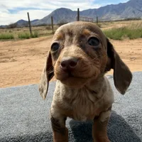Choc dapple male, a male Miniature Dachshund for sale in Sierra Vista, AZ – Photo 1 of 4