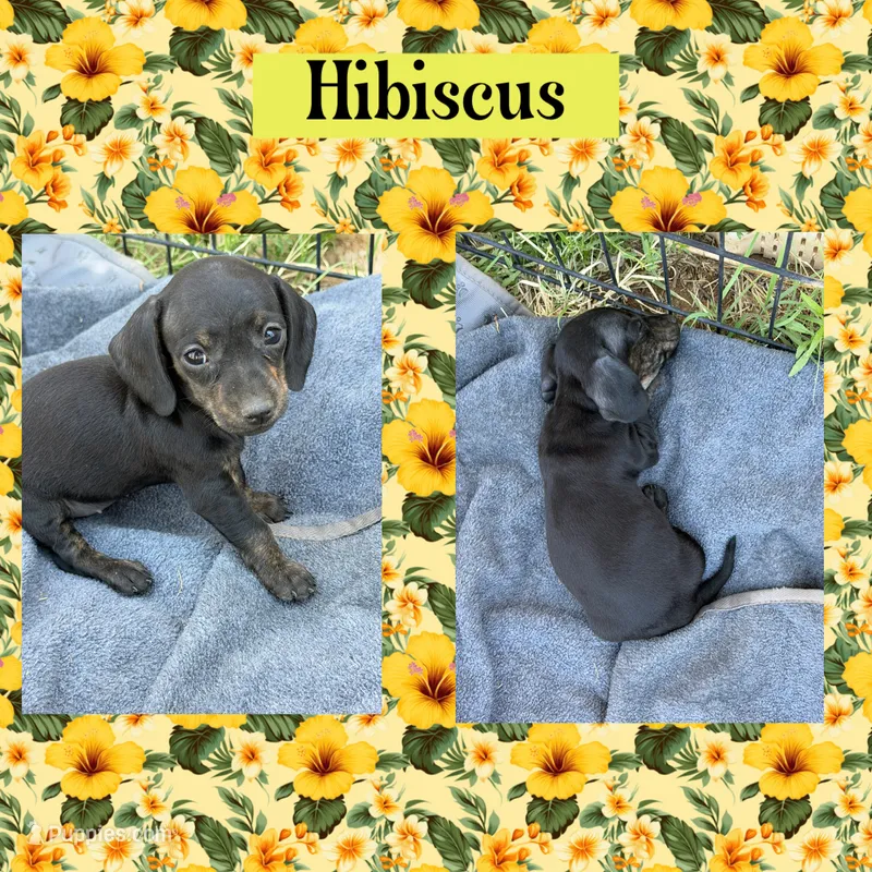 Hibiscus – Miniature Dachshund puppy for sale in Sierra Vista, AZ