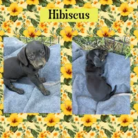 Hibiscus, a female Miniature Dachshund for sale in Sierra Vista, AZ – 1 of 1