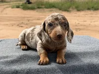 Choc dapple female, a female Miniature Dachshund for sale in Sierra Vista, AZ – Photo 4 of 5