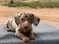 Choc dapple female, a female Miniature Dachshund for sale in Sierra Vista, AZ – Photo 3 of 5